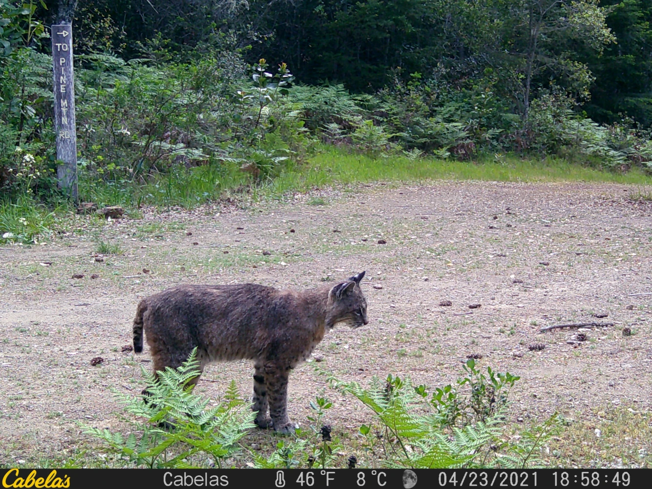 Bay Area bobcat
