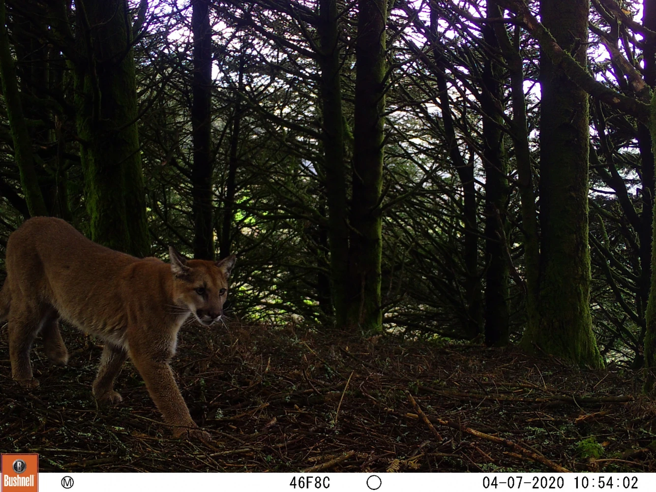 Puma in its wild habitat