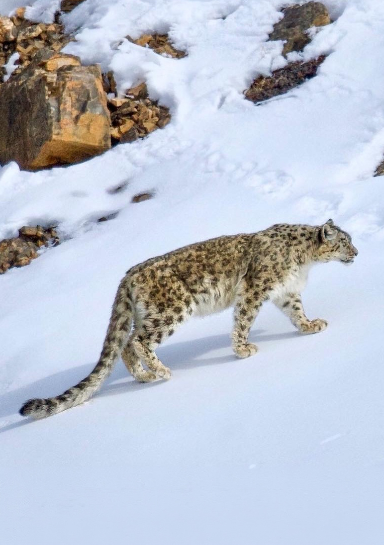 Snow Leopard